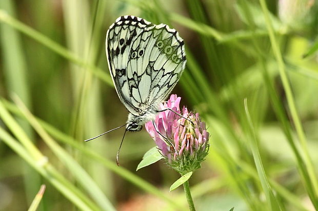 očkáň timotejkový Melanargia galathea