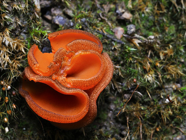 melastíza Melastiza sp.