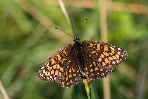 hnedáčik skorocelový  Melitaea athalia