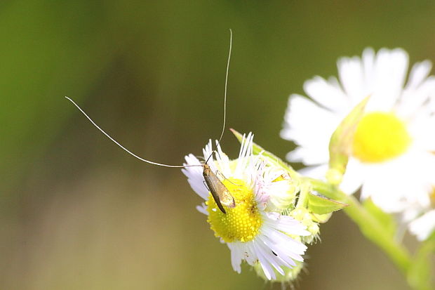 adéla chrastavcová Nemophora metallica