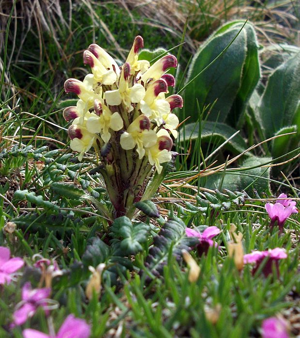 všivec oederov Pedicularis oederi Vahl