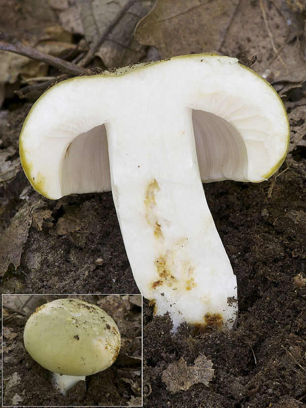 plávka trávovozelená Russula aeruginea Lindbl. ex Fr.