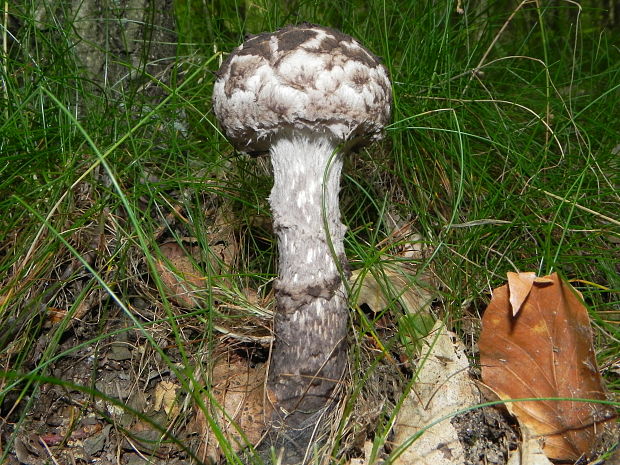 šiškovec šupinatý Strobilomyces strobilaceus (Scop.) Berk.