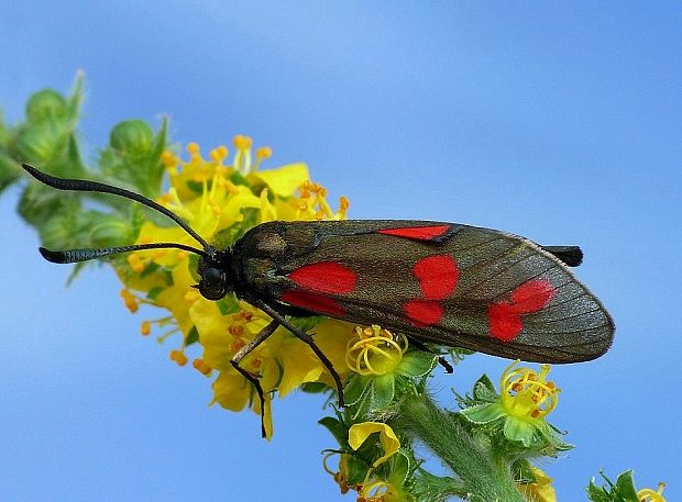 vretienka obyčajná Zygaena filipendulae Linnaeus, 1758