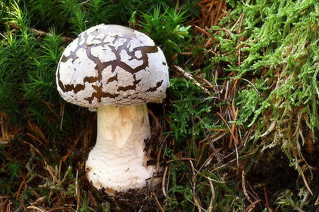 muchotrávka hrubá Amanita excelsa (Fr.) Bertill.