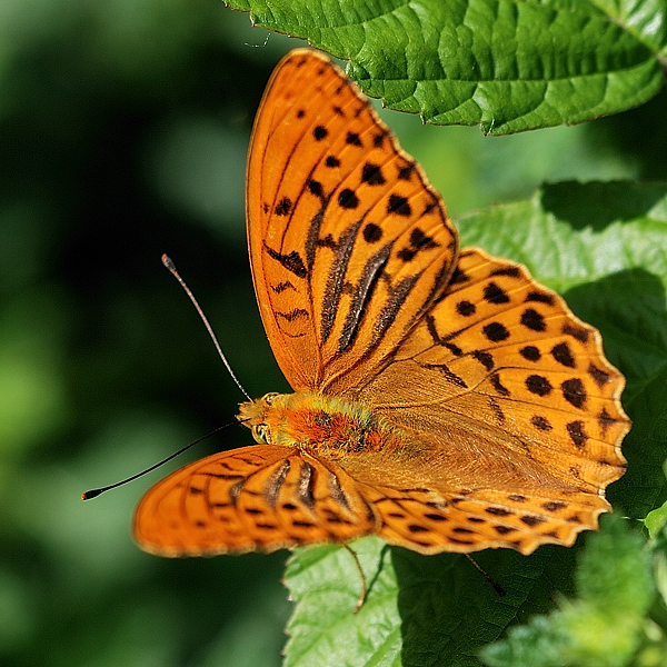 perlovec striebristopásavý Argynnis paphia