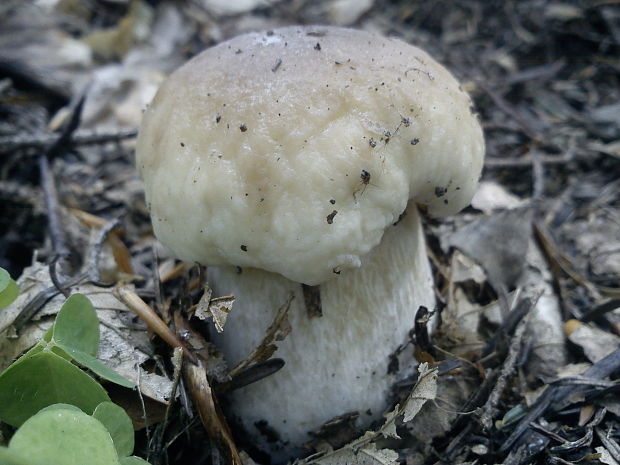 hríb smrekový Boletus edulis Bull.