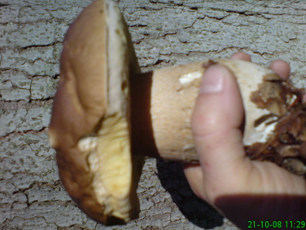 hríb smrekový Boletus edulis Bull.