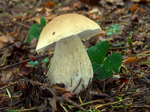 hríb smrekový Boletus edulis Bull.