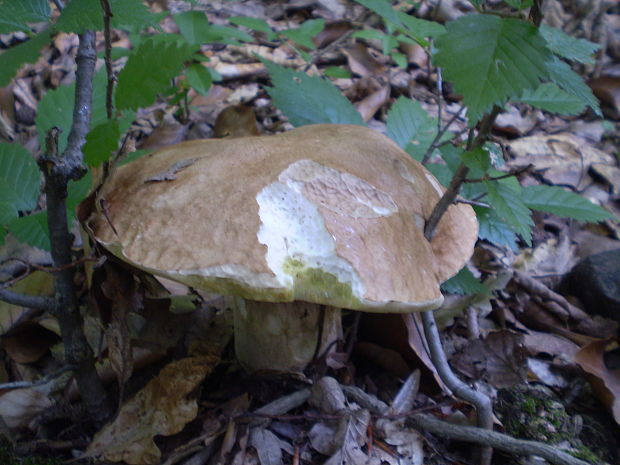 hríb dubový Boletus reticulatus Schaeff.