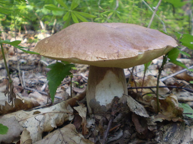 hríb dubový Boletus reticulatus Schaeff.