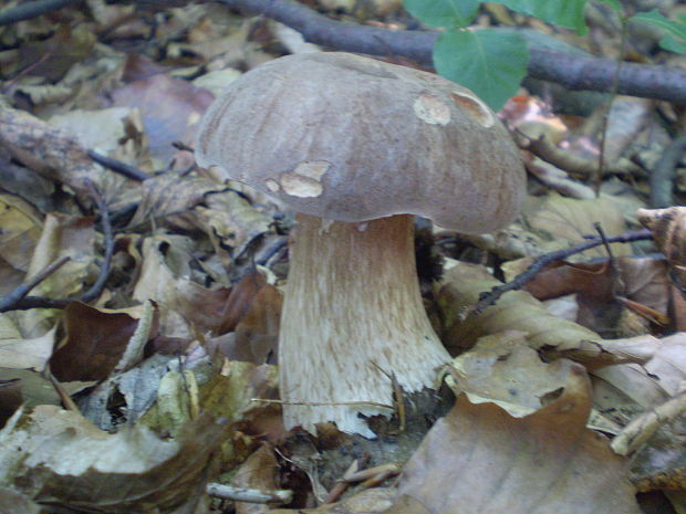 hríb dubový Boletus reticulatus Schaeff.