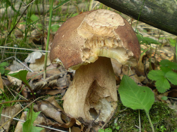 hríb dubový Boletus reticulatus Schaeff.