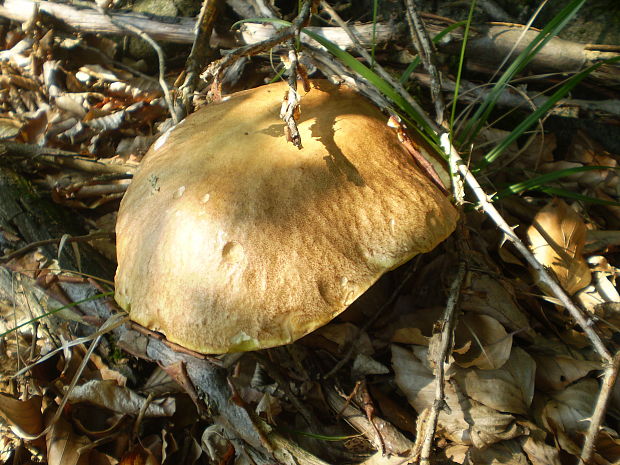 hríb dubový Boletus reticulatus Schaeff.