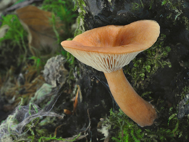 rýdzik Lactarius sp.