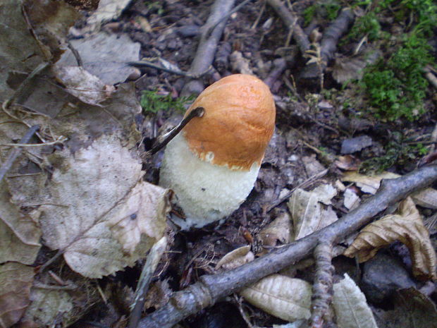 kozák osikový Leccinum albostipitatum den Bakker & Noordel.