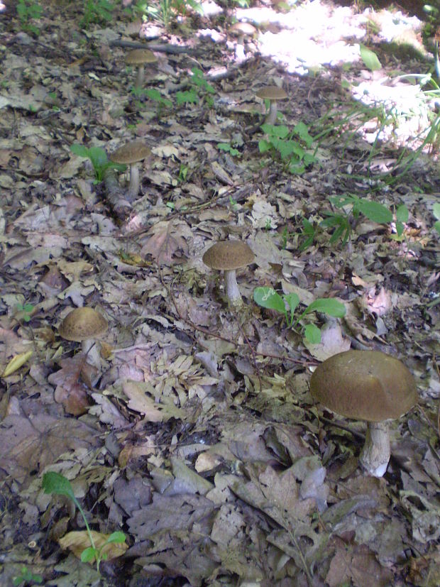 kozák hrabový Leccinum pseudoscabrum (Kallenb.) Šutara