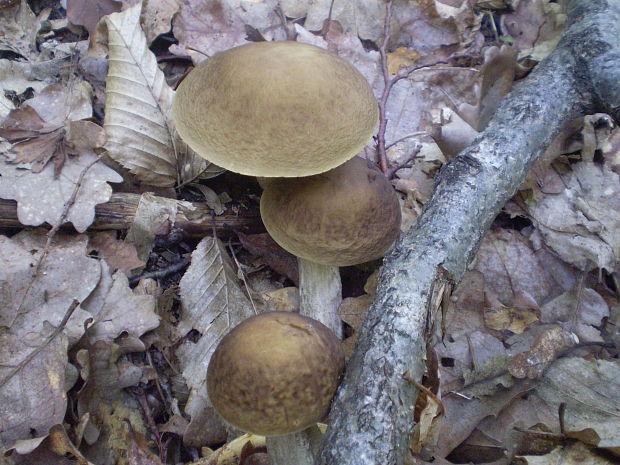 kozák hrabový Leccinum pseudoscabrum (Kallenb.) Šutara