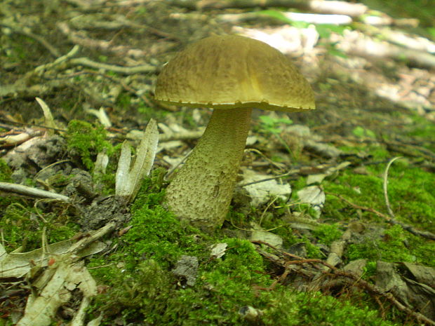 kozák hrabový Leccinum pseudoscabrum (Kallenb.) Šutara