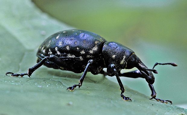 tvrdoň deväťsilový Liparus glabrirostris