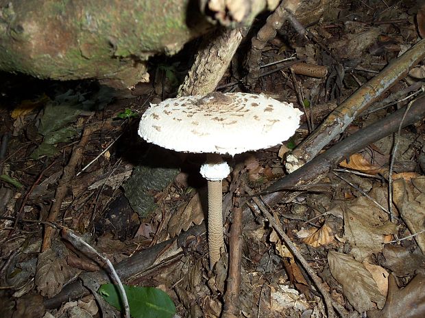 bedľa vysoká Macrolepiota procera (Scop.) Singer