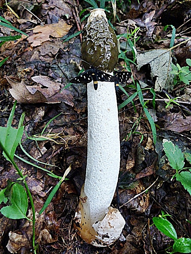 hadovka smradľavá Phallus impudicus L.