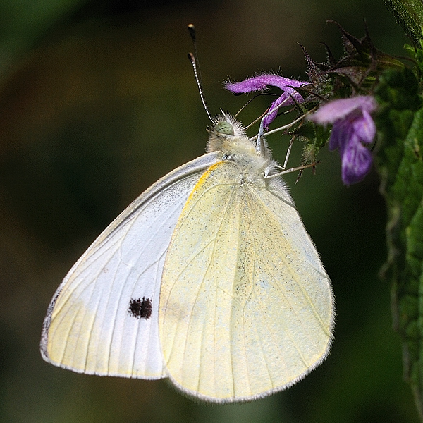 mlynárik kapustový  Pieris brassicae