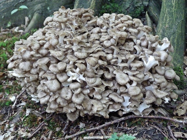 trúdnik klobúčkatý Polyporus umbellatus (Pers.) Fr.