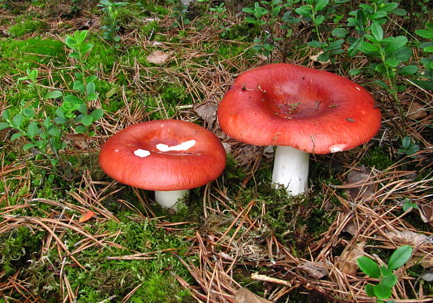 plávka jahodovočervená Russula paludosa Britzelm.