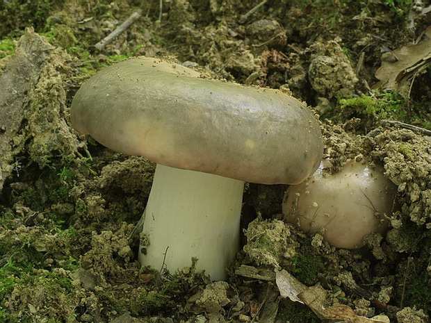 plávka Russula sp.