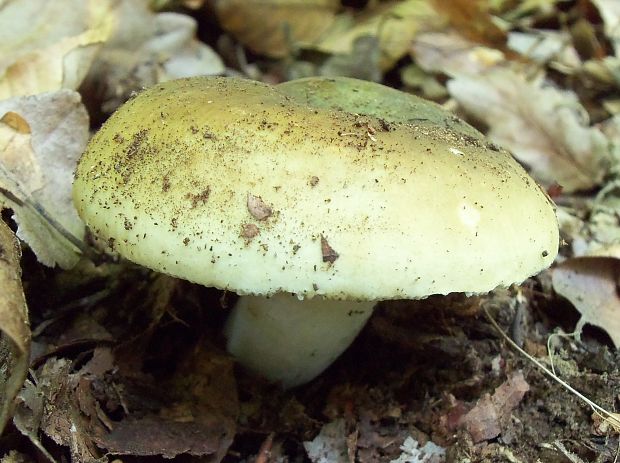 plávka trávovozelená Russula virescens (Schaeff.) Fr.