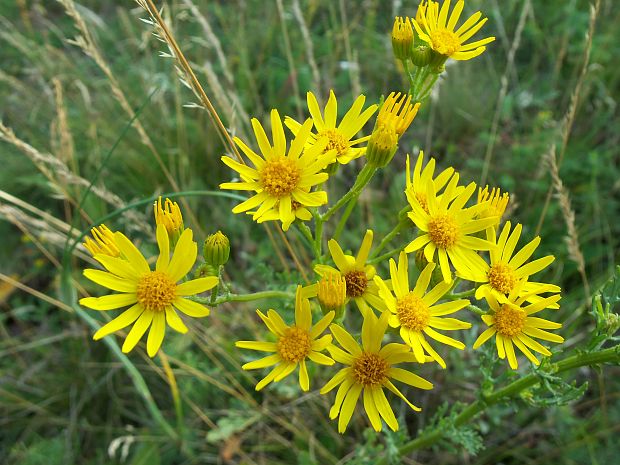 starček jakubov Senecio jacobaea L.