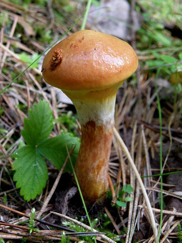 masliak smrekovcový Suillus grevillei (Klotzsch) Singer