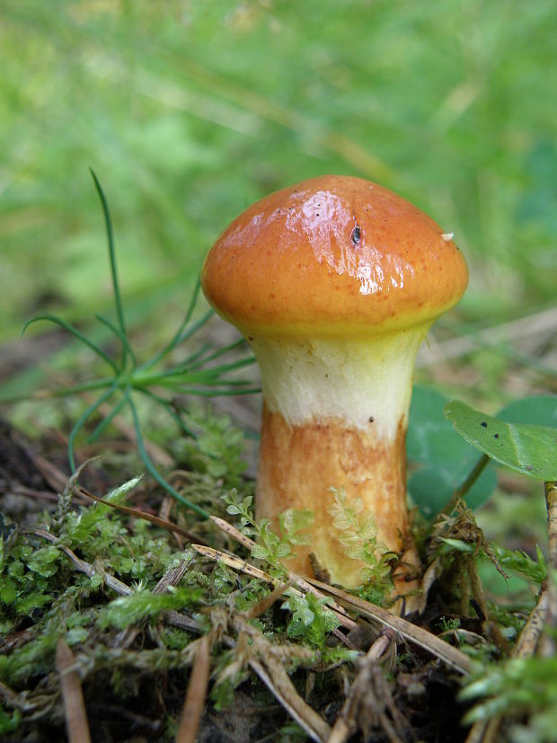 masliak smrekovcový Suillus grevillei (Klotzsch) Singer