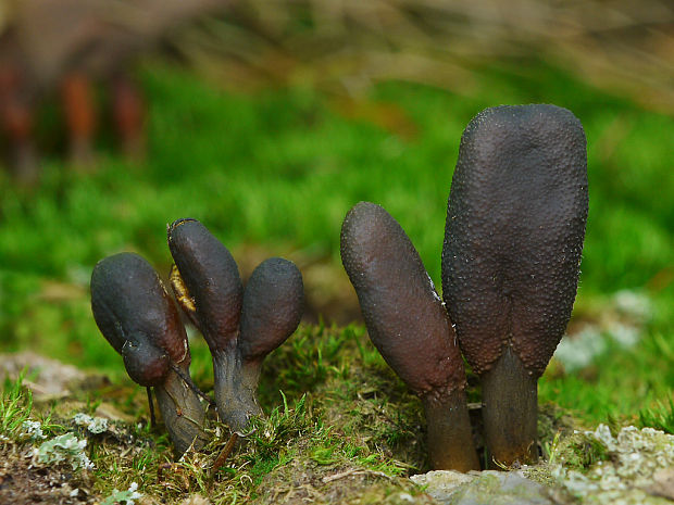 žezlovka srnková Tolypocladium ophioglossoides (J.F. Gmel.) Quandt, Kepler & Spatafora