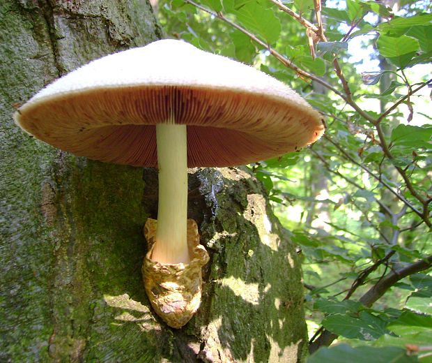 pošvovec stromový Volvariella bombycina (Schaeff.) Singer