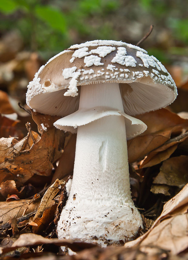 muchotrávka hrubá Amanita excelsa (Fr.) Bertill.