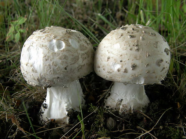 muchotrávka šiškovitá Amanita strobiliformis Gonn. & Rabenh.