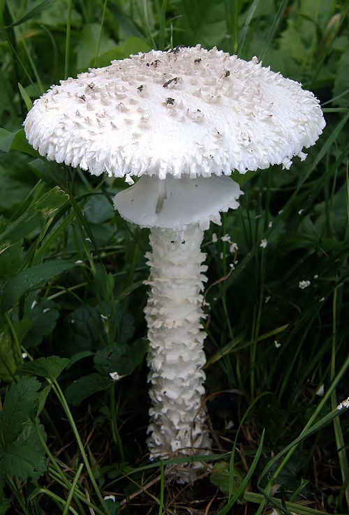 muchotrávka Vittadiniho Amanita vittadinii (Moretti) Vittad.