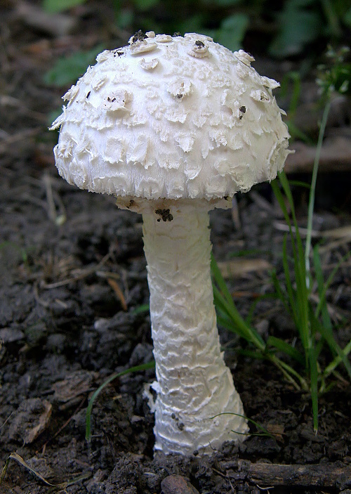 muchotrávka Vittadiniho Amanita vittadinii (Moretti) Vittad.