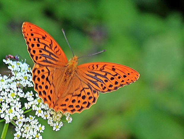 perlovec striebristopásavý Argynnis paphia