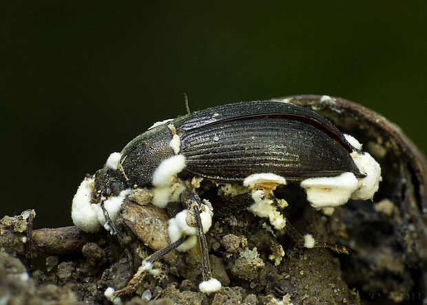 bovéria Beauveria sp.