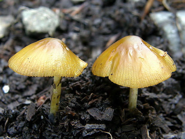hnojovec Bolbitius psittacinus Hauskn., Antonín & Polčák