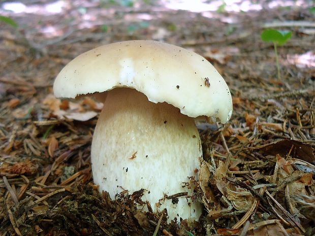 hríb smrekový Boletus edulis Bull.