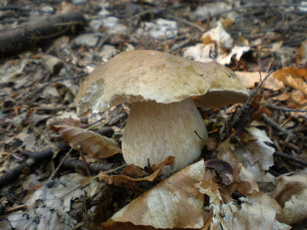 hríb smrekový Boletus edulis Bull.