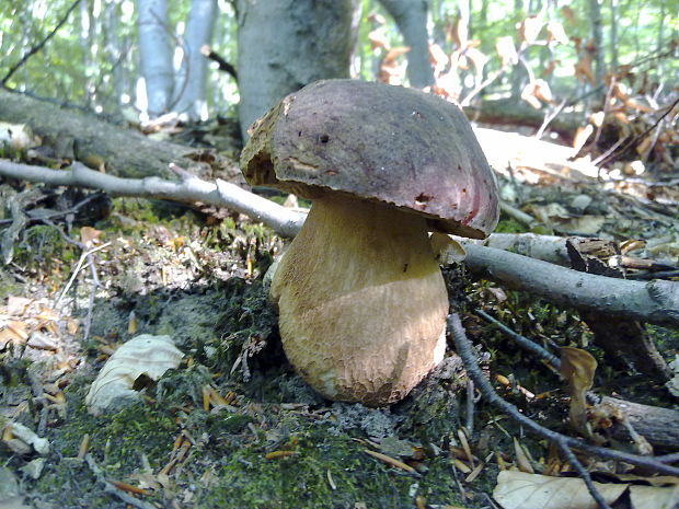 hríb sosnový Boletus pinophilus Pil. et Dermek in Pil.