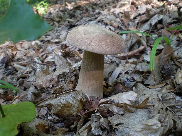 hríb dubový Boletus reticulatus Schaeff.