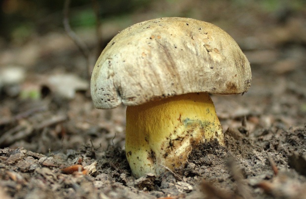 hríb striebristý Butyriboletus fechtneri (Velen.) D. Arora & J.L. Frank