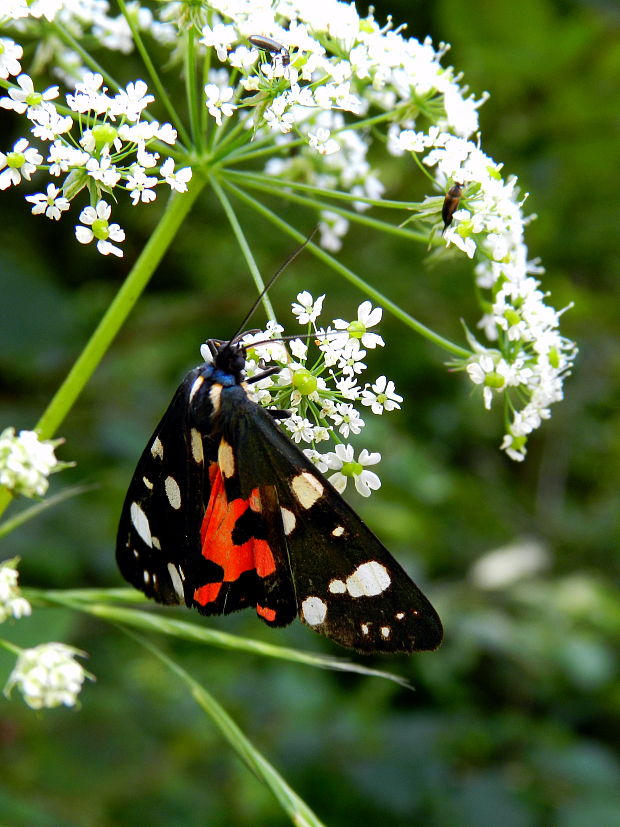 spriadač hluchavkový  Callimorpha dominula