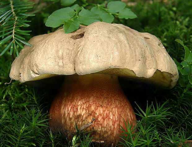 hríb červený Caloboletus calopus Fr.